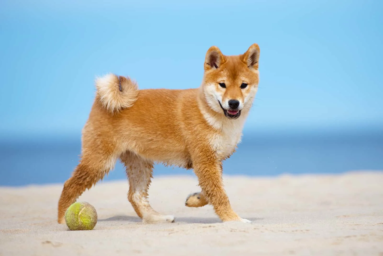 Shiba Inu puppy walks the beach