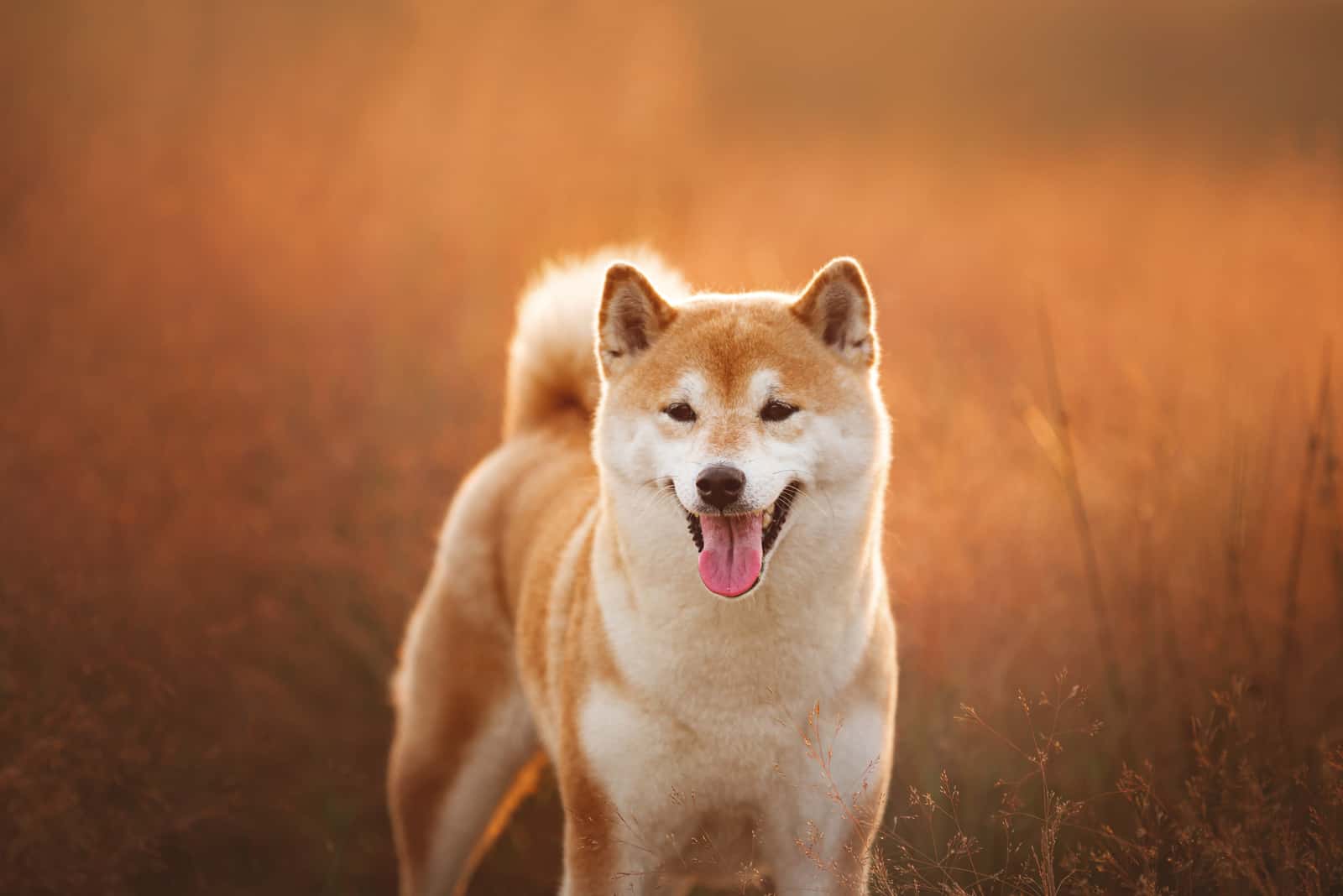 Shiba Inu stands in a grain field with his tongue out