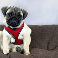 pug puppy wearing a harness