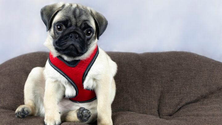 The 10 Best Harnesses For Pugs: Top Safest Products