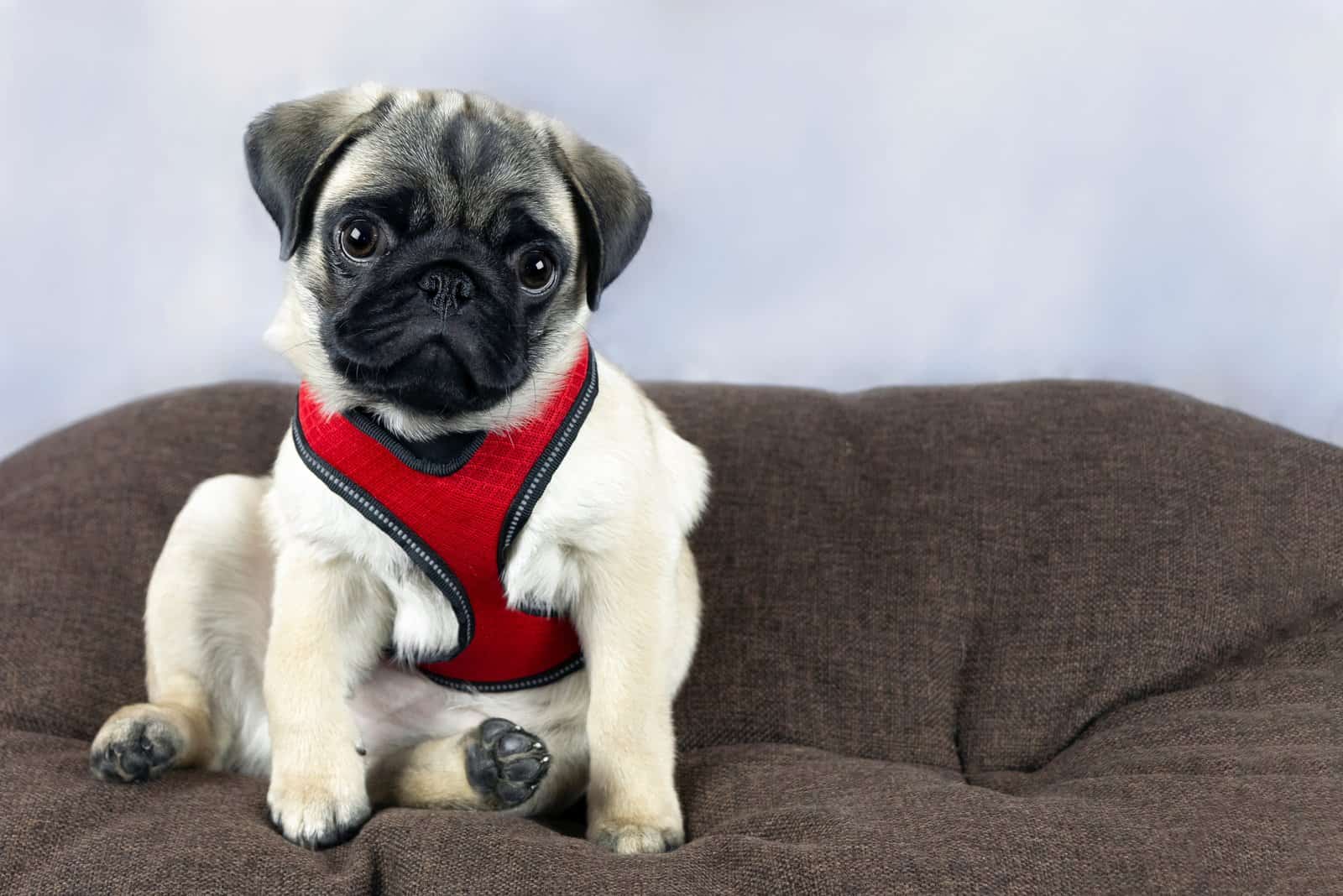 pug puppy wearing a harness