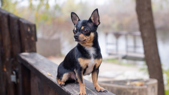 The 5 Best Chihuahua Breeders In Ontario