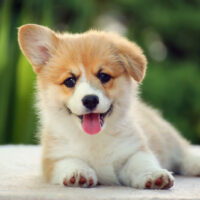 adorable welsh corgi dog lying outdoor