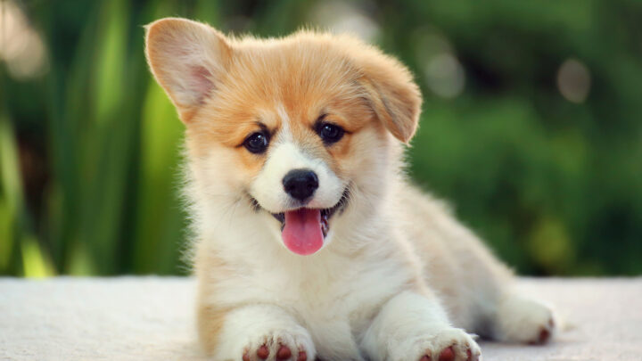 The 5 Best Corgi Breeders In Georgia