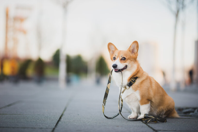 a beautiful corgi sitting on the street