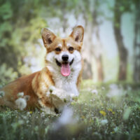 a beautiful corgi sitting in the green grass