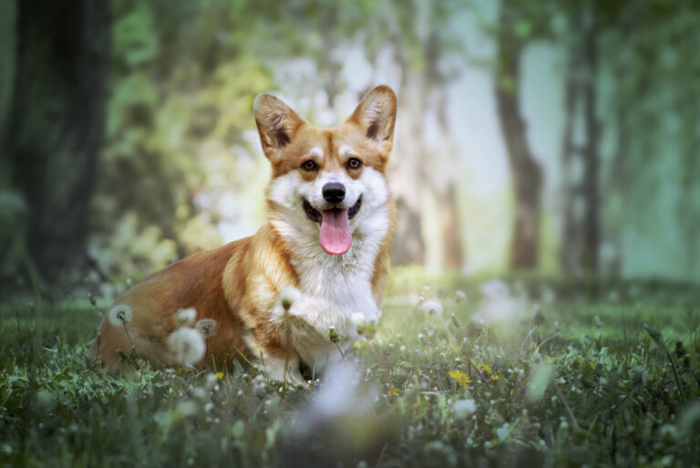 a beautiful corgi sitting in the green grass