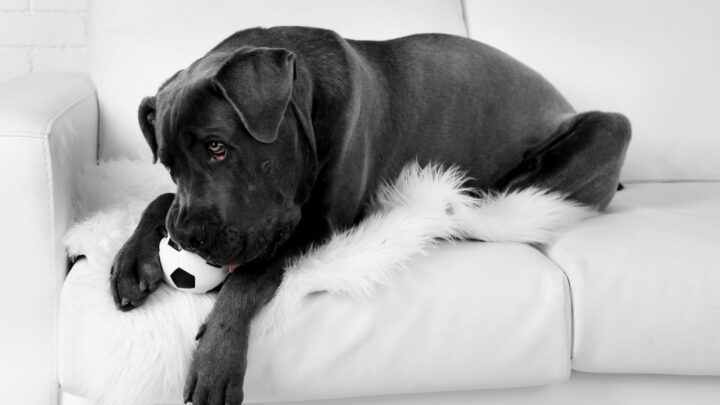 6 Best Dog Toys For Cane Corso: Strong Toys For Mighty Dogs