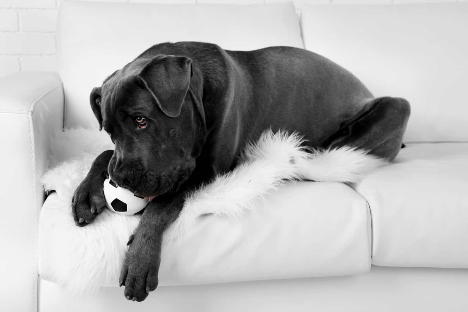 6 Best Dog Toys For Cane Corso: Strong Toys For Mighty Dogs