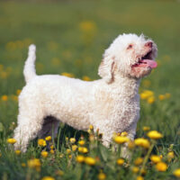 Orange and white Lagotto Romagnolo puppy standing in a green grass