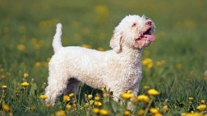 The 6 Best Lagotto Romagnolo Breeders In The U.S.