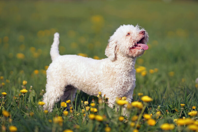 Orange and white Lagotto Romagnolo puppy standing in a green grass