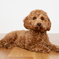 cavapoo lies on a wooden base