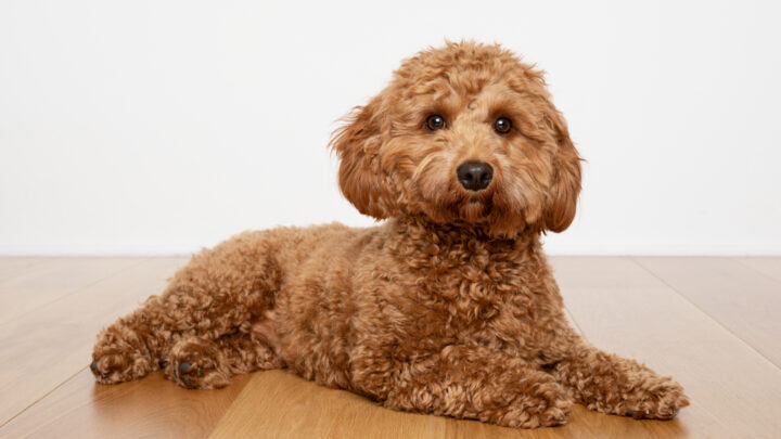The 7 Best Cavapoo Breeders In The UK