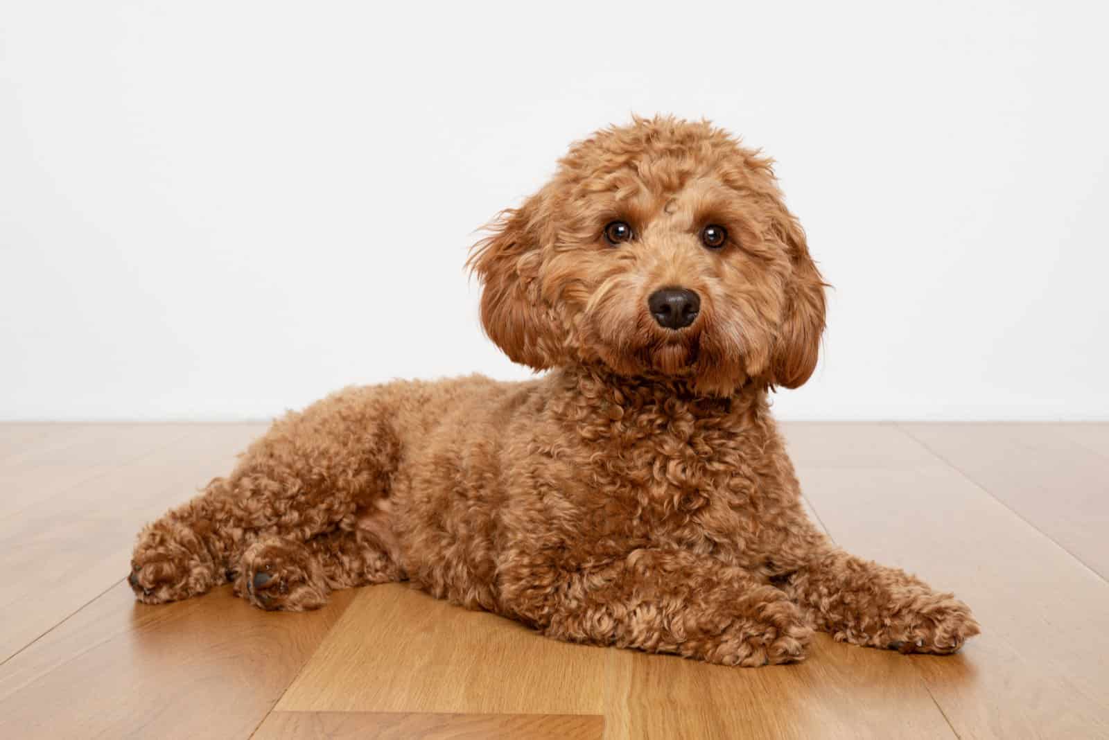 cavapoo lies on a wooden base