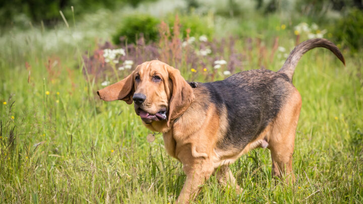 The 8 Best Bloodhound Breeders In The U.S.