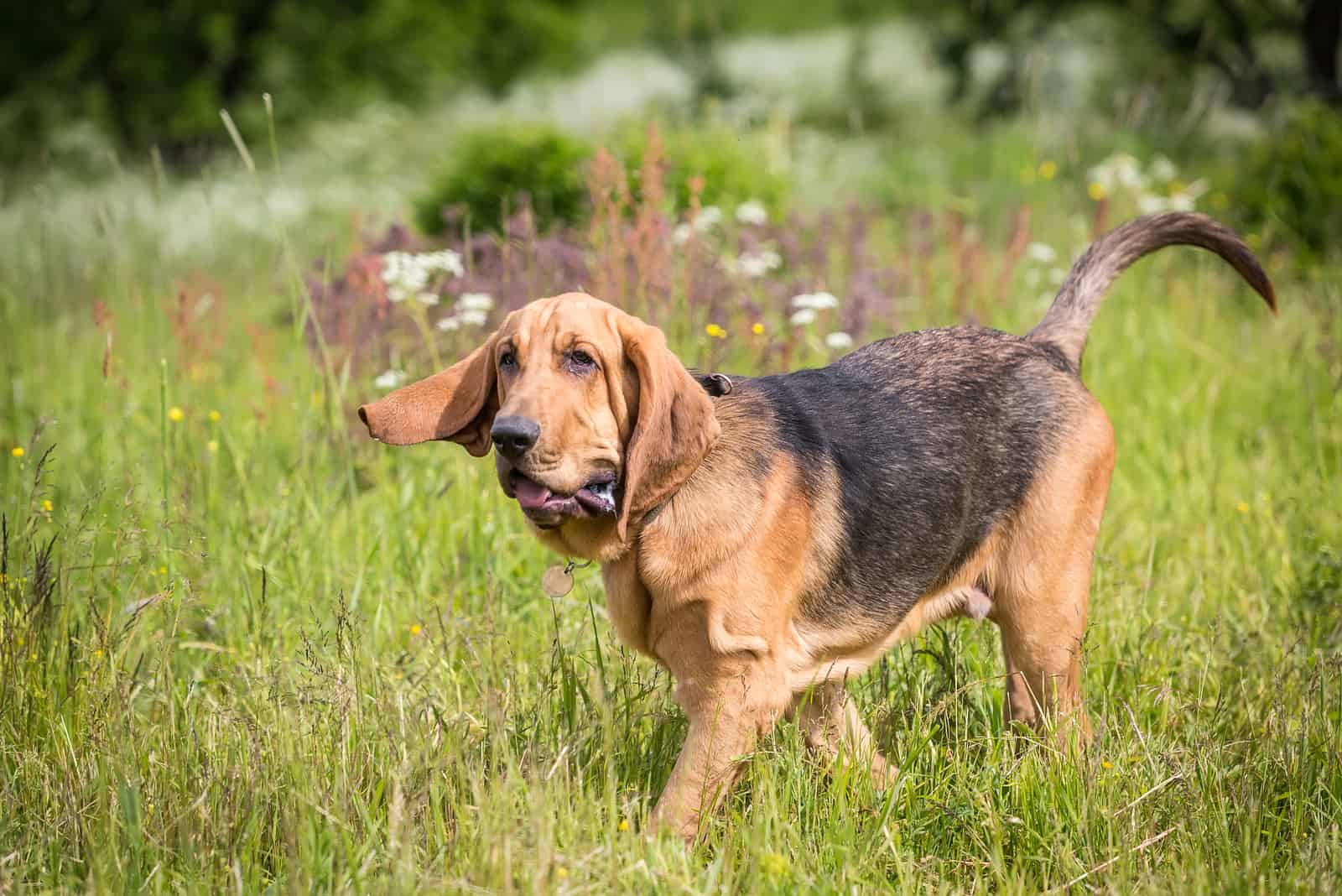 Bloodhound walks on the grass