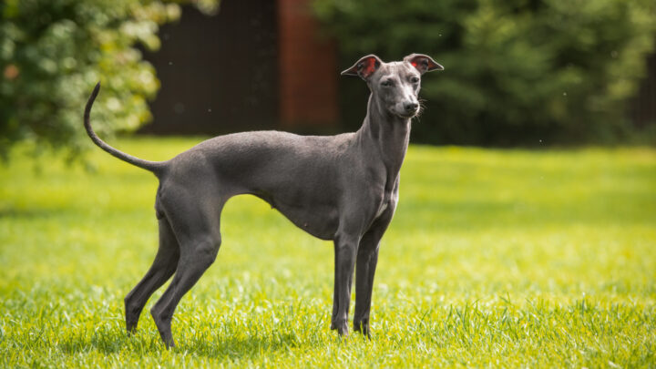 The 8 Best Greyhound Breeders In The States
