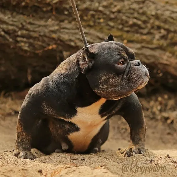 The American Bully is sitting on the sand