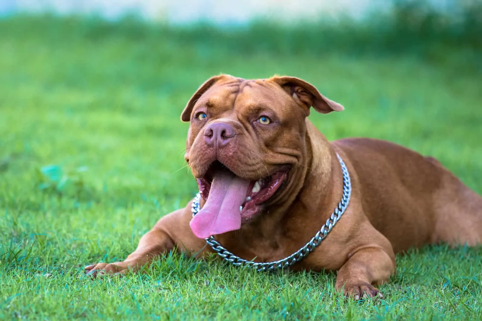 The American Bully rests on a green surface