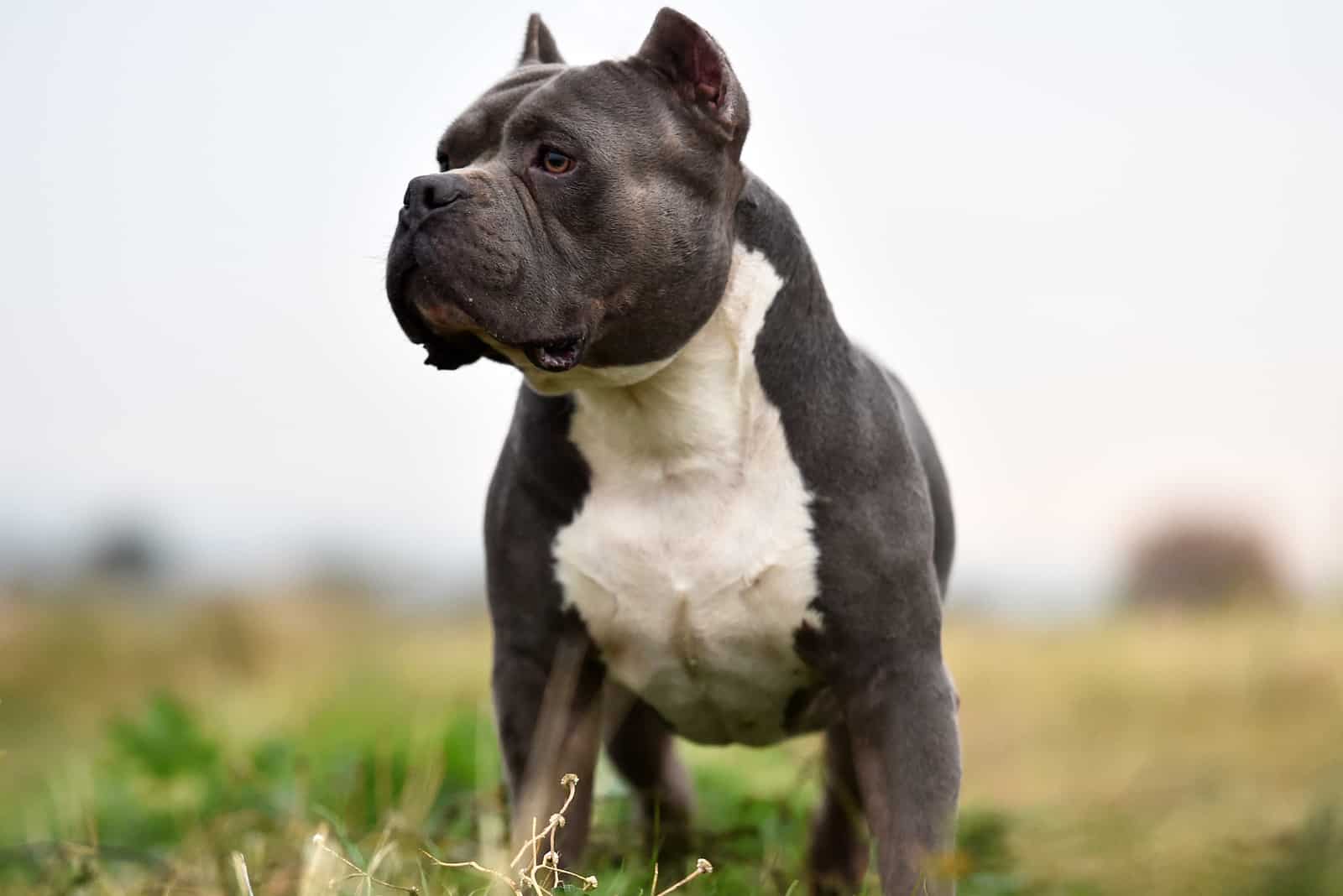 The American Bully stands in the grass and looks around