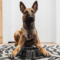 belgian malinois in front of a food bowl