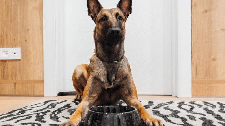 The Belgian Malinois Feeding Chart: How To Feed Your Beauty