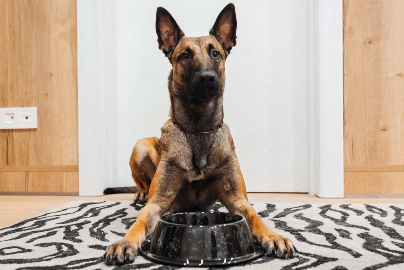belgian malinois in front of a food bowl