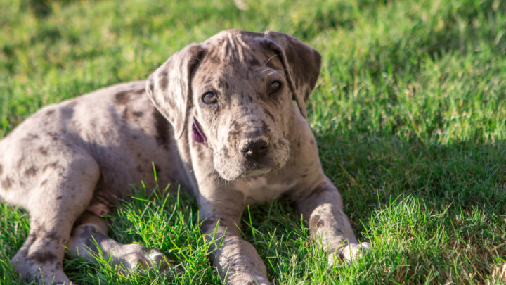 The Great Dane Feeding Chart: How To Feed Your Pup