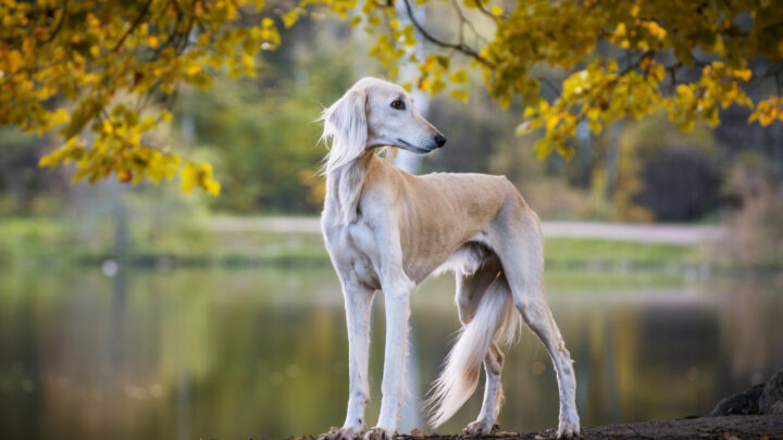 The Top 5 Best Saluki Breeders Of All Time