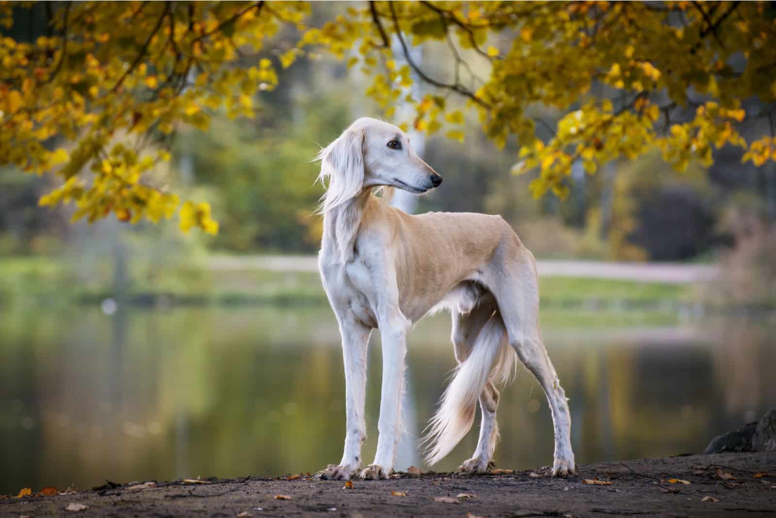 saluki or persian greyhound photographed in nature