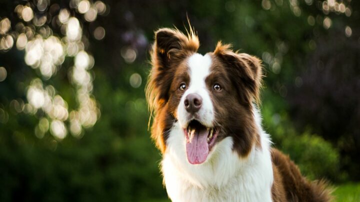 The Top 5 Ethical Border Collie Breeders In Ontario