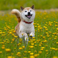 the beautiful Shiba Inua runs across the field