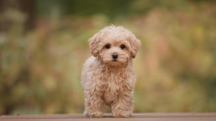 The Top 7 Reputable Maltipoo Breeders In The UK Of 2022