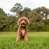 a beautiful Goldendoodle sits on the green grass