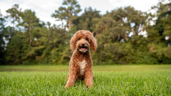 The Top 8 Best Goldendoodle Breeders In The UK
