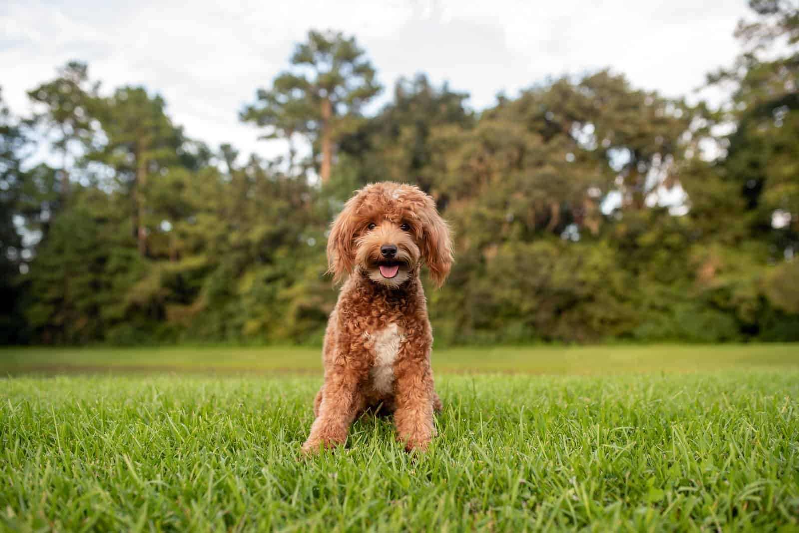 a beautiful Goldendoodle sits on the green grass