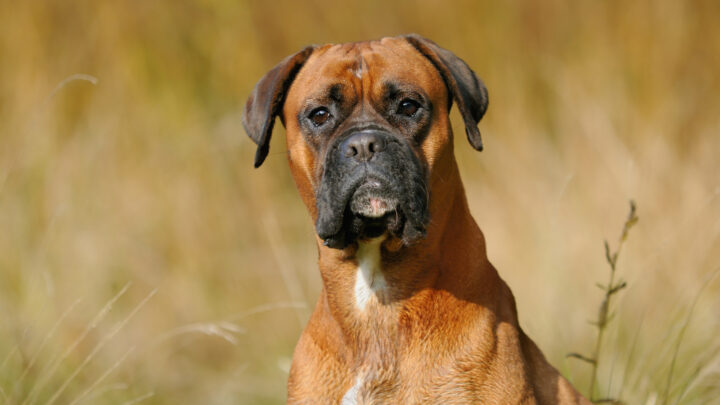 The Top 9 Most Reputable Boxer Breeders In Ontario