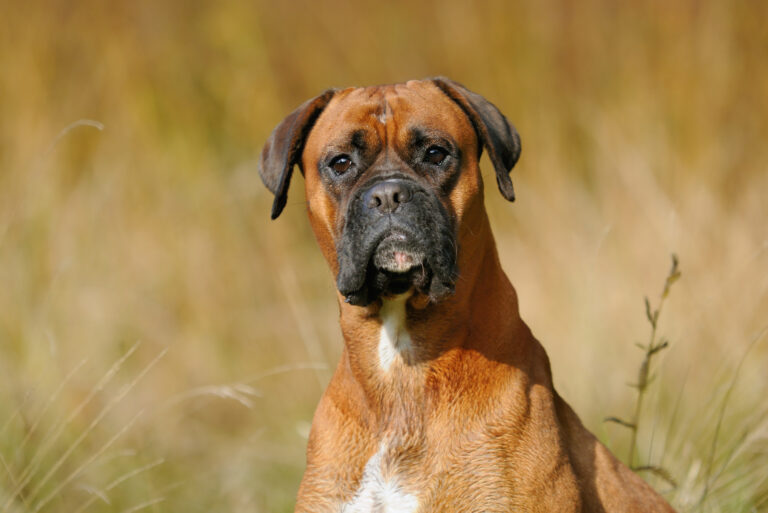 boxer dog sitting in meadow