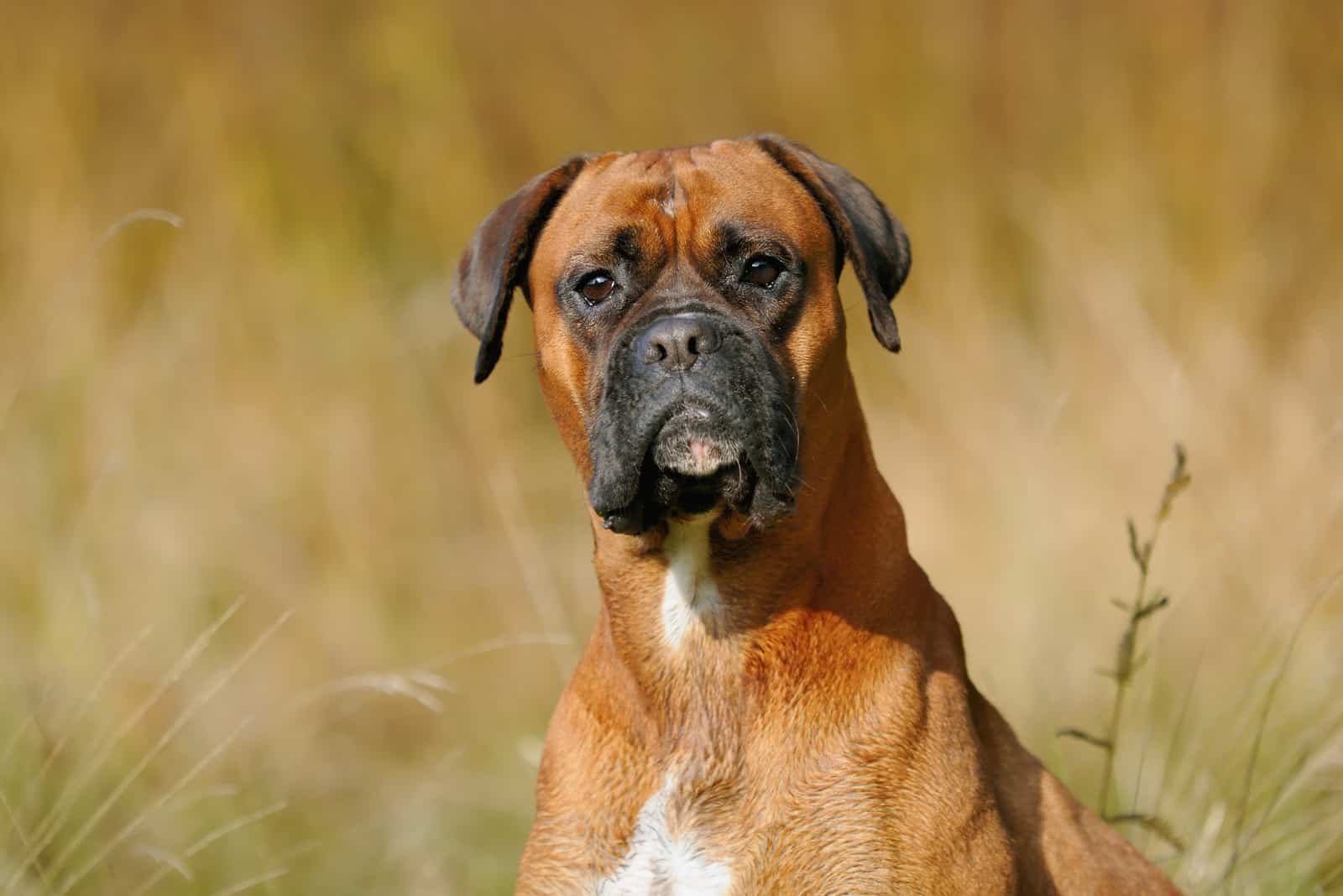 boxer dog sitting in meadow