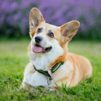corgi lying on grass
