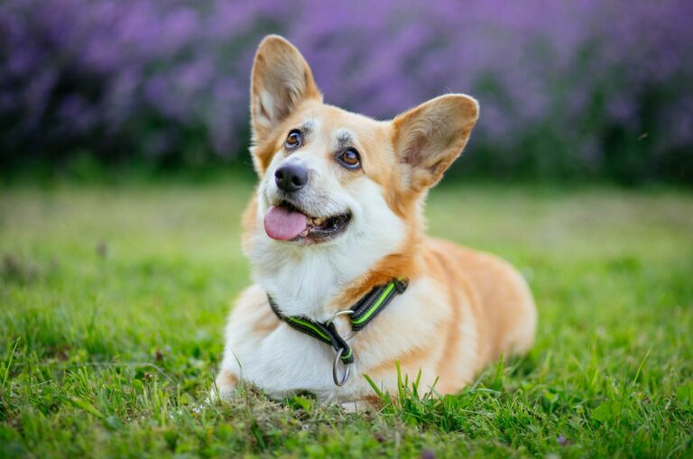 corgi lying on grass