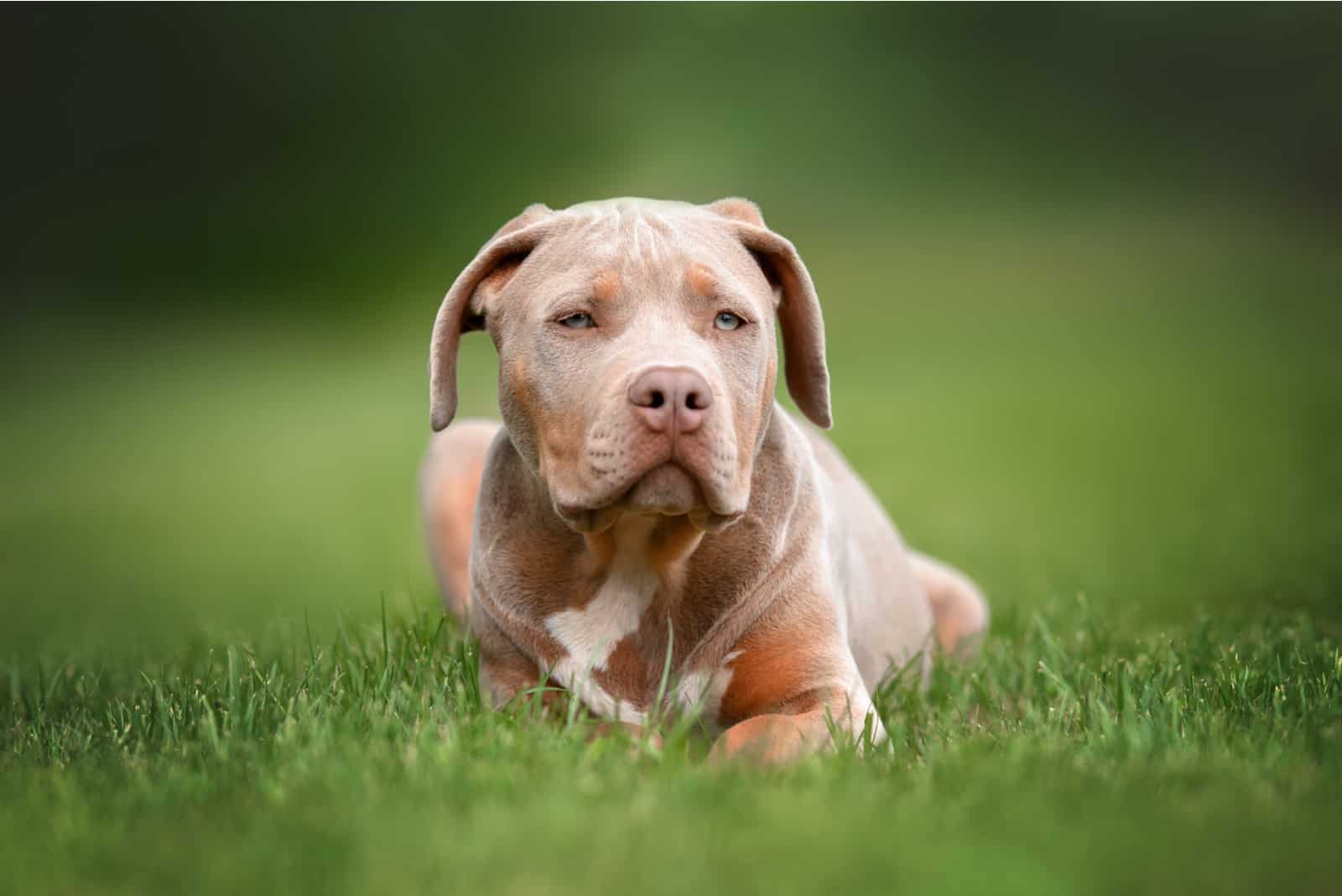 The XL American Bully lies in the grass