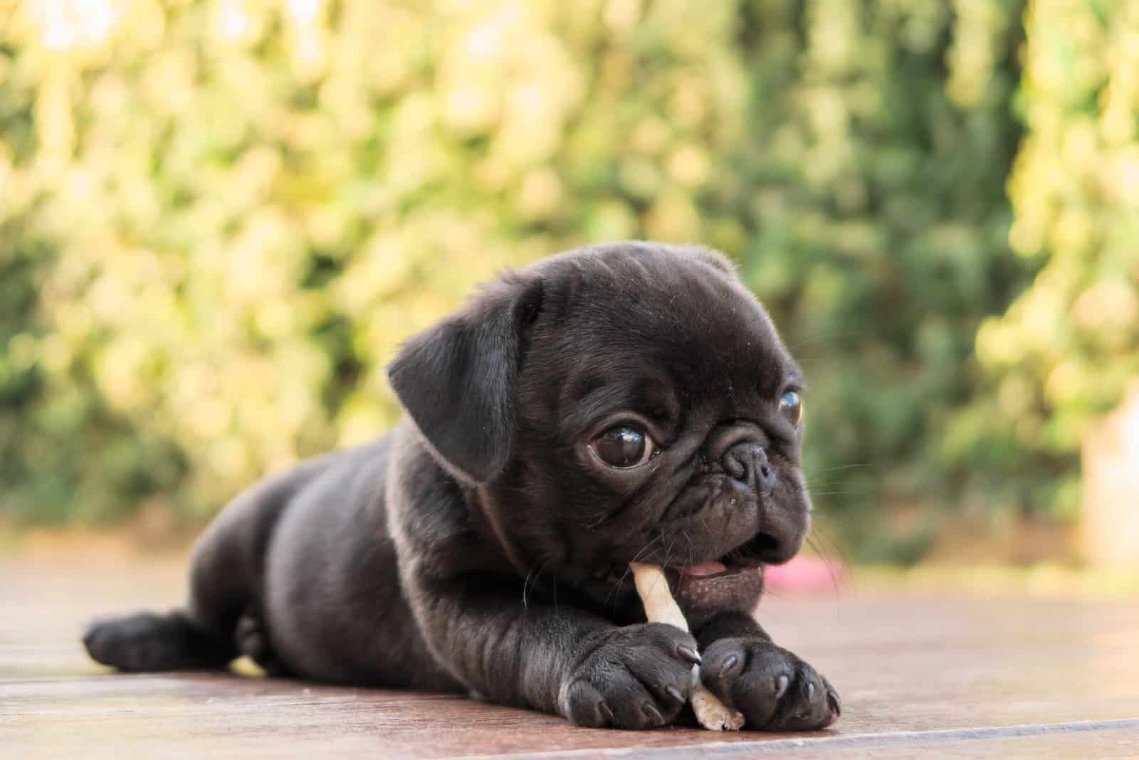 The black puppy pug dog lying to eat dog snack on wooden floor