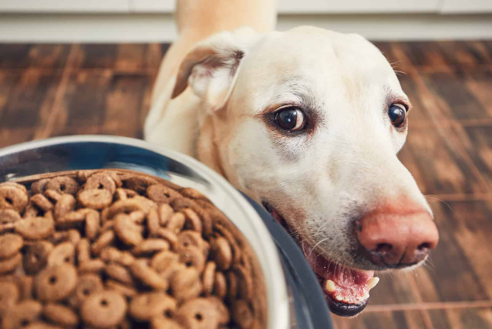 The owner gives his dog a bowl of granules