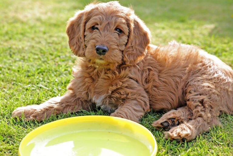 cute labradoodle on grass with frisbee