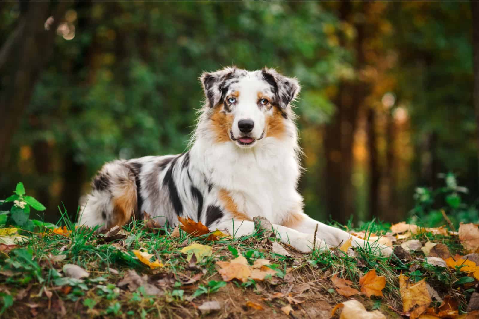 Top 10 Reputable Australian Shepherd Breeders In Ontario