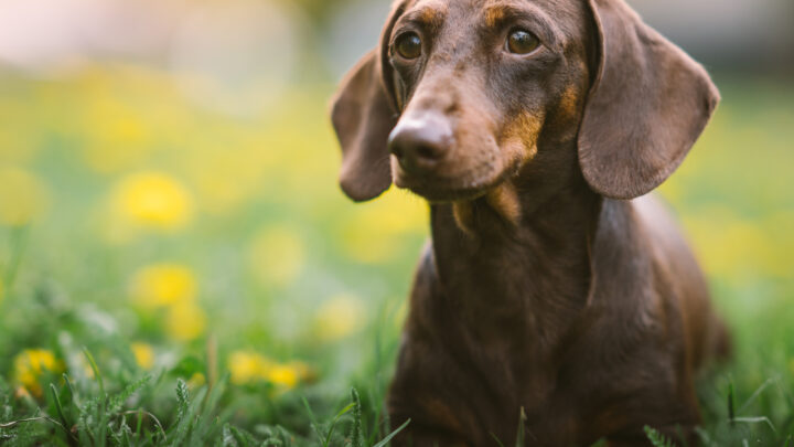 Top 7 Ethical Dachshund Breeders In Ontario