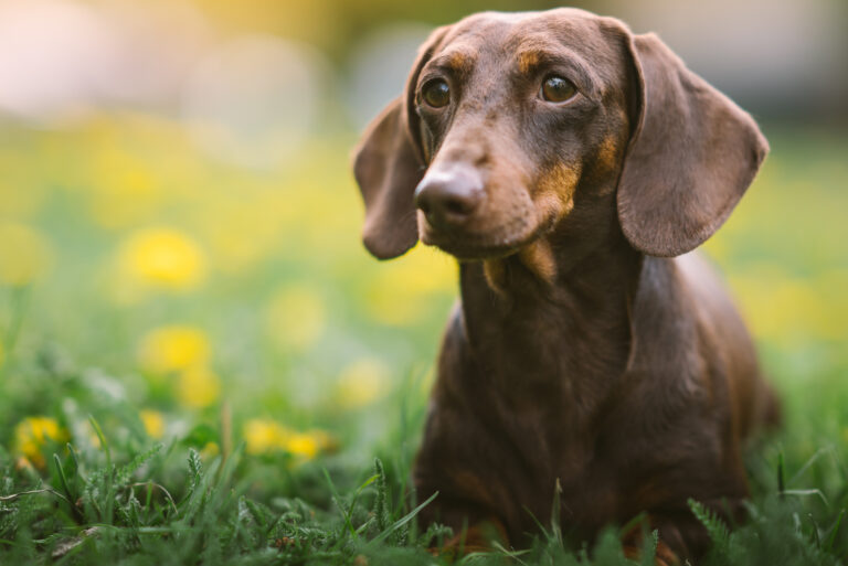 dachshund lying in the grass