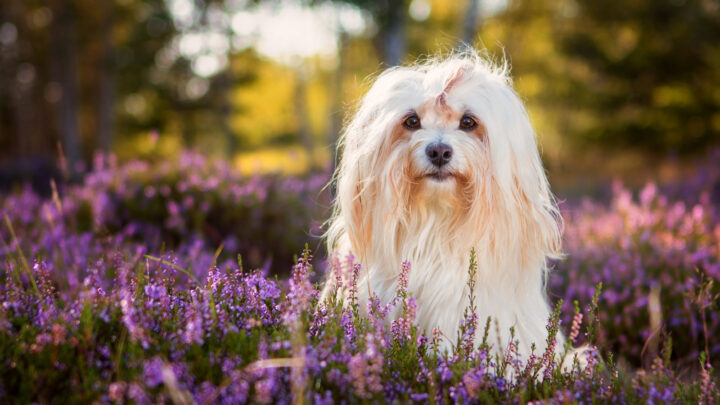Top 9 Most Reputable Havanese Breeders In Ontario
